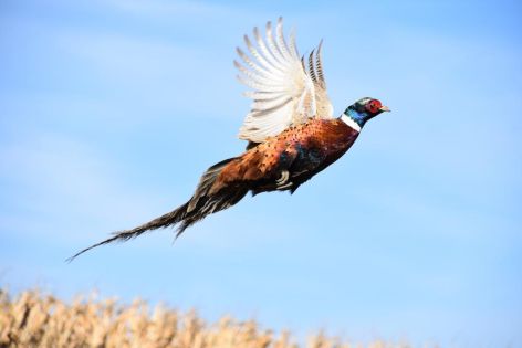 Hunting Bulgaria Birds - Pheasant and partridge